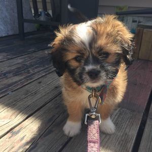 Meet your Posher, Carina